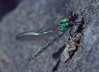 Dragonfly Emergence 1