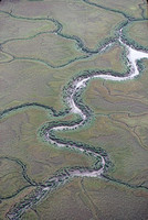 Spartina Wetlands