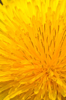 Dandelion Flowering 1 V