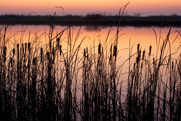 Cattails at Sunset H