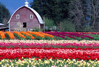 Tulip Fields and Barn 1 H