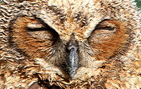 Life Mask - Great Horned Owl