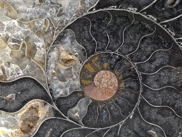 Fossil Ammonite Cleoniceras cleon)