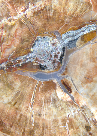 petrified wood Araucaria (conifer)