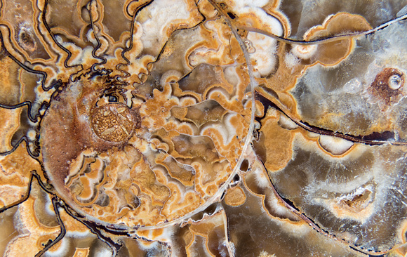 Phylloceratida ammonite 2