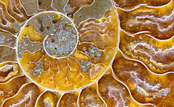Cleoniceras ammonite 1