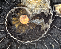 fossil ammonite Cleoniceras Cleon