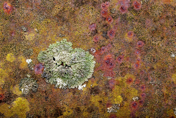 Lichens & Rust Patterns #1