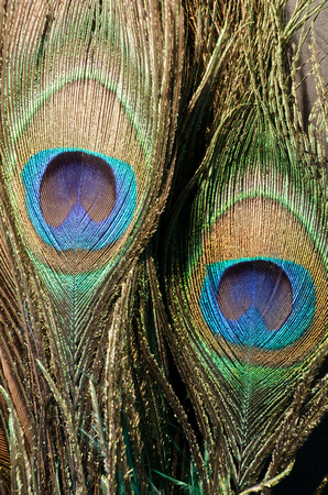 Peacock Feather 3