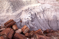 fossilized tree trunks - Petrified Forest National Park, Arizona