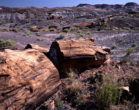 fossilized tree trunks H, Petrified Forest National Park, Arizona