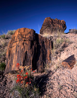 fossilized tree trunks V Petrified Forest National Park, Arizona