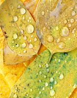 Autumn Raindrops