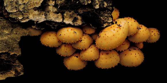 Scaly Pholiota (Pholiota squarrosoides) Mushrooms