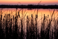 Cattails at Sunset H