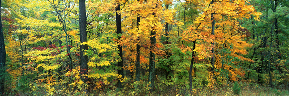 Indiana Autumn - panorama