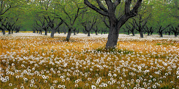 Dandelion Orchard