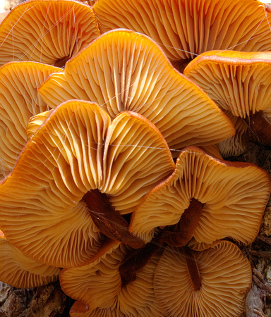 Tree Mushrooms 1 V