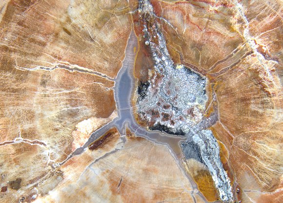 petriied wood Araucaria 1