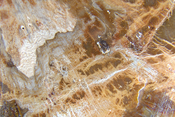 petrified wood Araucaria 2
