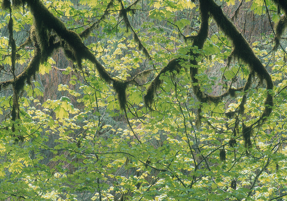 Oldgrowth Canopy