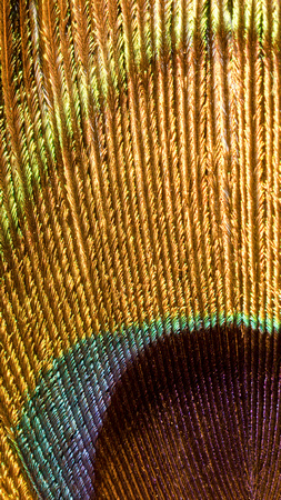 Eyespot on a peacock feather