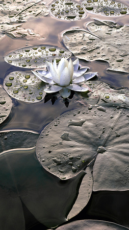 "Waterlily"
