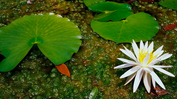 Okefenokee Waterlily Bloom