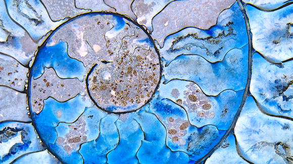Blue ammonite 3a
