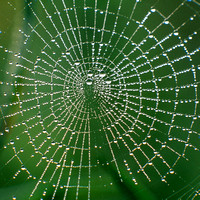 Spiderweb & Dewdrops
