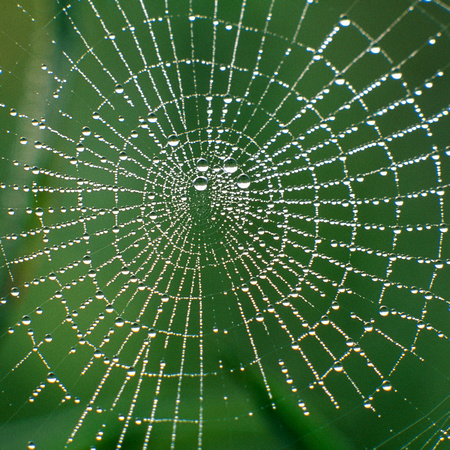 Spiderweb & Dewdrops