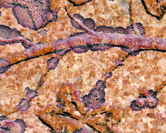 Old Mystic lichen patterns