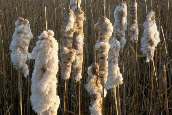 Cattails at Bass Lake