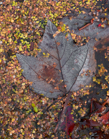 Autumn Leaf #1