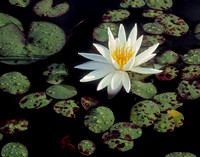 Waterlily 6