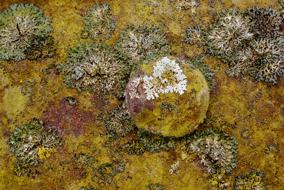 Lichens & Rust Patterns #9