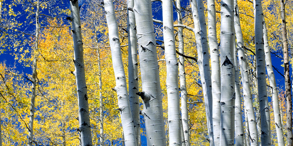 San Juan Aspens (Letterbox format, 2:1 ratio of length to height)
